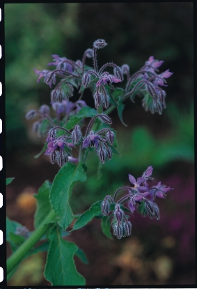 Picture of Borage